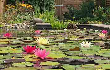 Waterlilies_3484-m